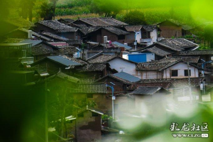 小鸡要回家