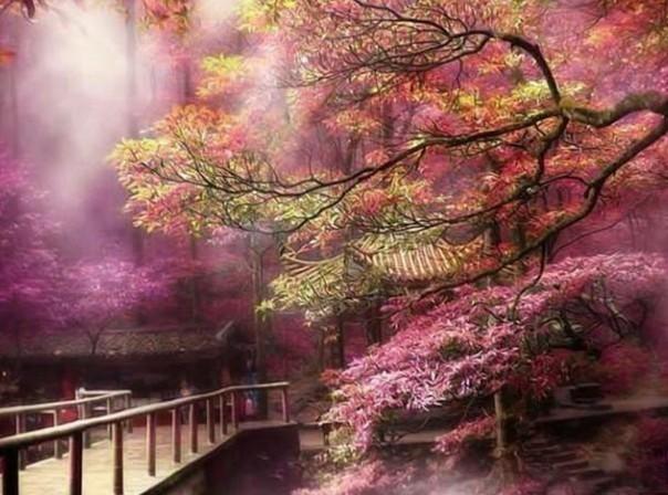 逃离野丛之森